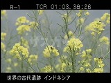 インドネシア・遺跡・ディエン高原・菜の花