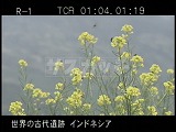 インドネシア・遺跡・ディエン高原・菜の花