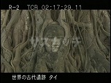 タイ・遺跡・アユタヤ・ワット・プラマハタート・木根中の仏像首