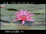 タイ・遺跡・スコータイ・ワット・プラパイルワン・睡蓮が咲く池
