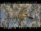 メキシコ・遺跡・マヤ・ウシュマル・黄色い鳥
