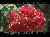 メキシコ・遺跡・マヤ・ウシュマル・赤い花