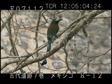メキシコ・遺跡・マヤ・ウシュマル・青い鳥