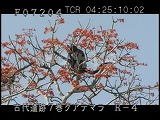 グアテマラ・遺跡・マヤ・ティカル・鳥