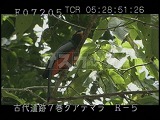 グアテマラ・遺跡・マヤ・ティカル・青とオレンジの鳥