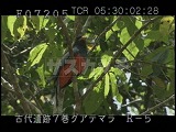 グアテマラ・遺跡・マヤ・ティカル・青とオレンジの鳥