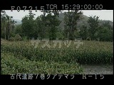 グアテマラ・遺跡・マヤ・トウモロコシ畑