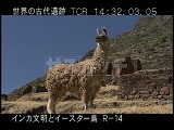ペルー・遺跡・インカ・ウチュイクスコ・リャマ