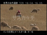 ペルー・遺跡・インカ・羊放牧
