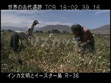 ペルー・遺跡・インカ・ナスカ・インゲン収穫