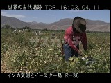 ペルー・遺跡・インカ・ナスカ・インゲン収穫