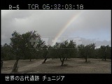チュニジア・遺跡・ドゥッガ・オリーブの木・虹