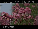 中国・遺跡・秦始皇帝陵・石段脇の花