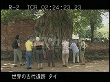 タイ・遺跡・アユタヤ・ワット・プラマハタート・木根中の仏像首・観光客